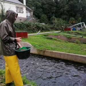 Truite arc en ciel _ pisciculture Bourdoux - Bretagne Truite (23)